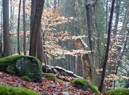 Attēlu rezultāti vaicājumam “Schistidium apocarpum young”