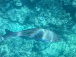 Image result for Lutjanus griseus