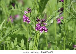 Attēlu rezultāti vaicājumam “Vicia sepium flower”