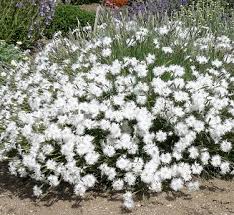 Attēlu rezultāti vaicājumam “Dianthus arenarius bud”