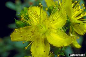 Image result for Hypericum perforatum