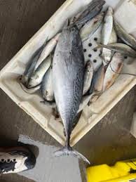 Image result for Euthynnus affinis