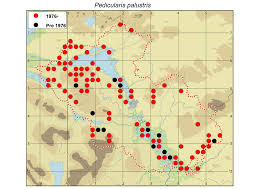 Attēlu rezultāti vaicājumam “Pedicularis palustris fruit”