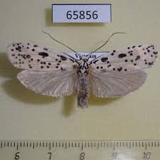 Attēlu rezultāti vaicājumam “Depressariidae”