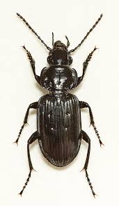 Attēlu rezultāti vaicājumam “Pterostichus aterrimus”