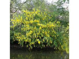 Image result for Laburnum anagyroides