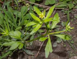 Attēlu rezultāti vaicājumam “Ranunculus elatior leaf”