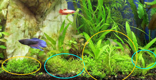 Attēlu rezultāti vaicājumam “Riccia fluitans”