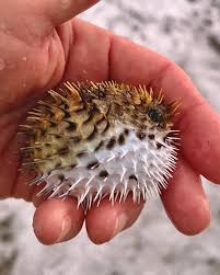 Image result for Diodon hystrix