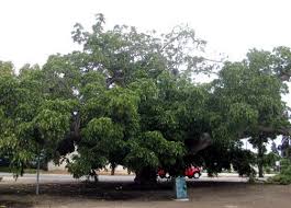 Attēlu rezultāti vaicājumam “Juglans x sinensis”