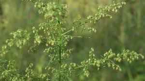 Image result for Artemisia annua