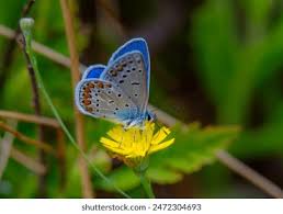 Attēlu rezultāti vaicājumam “Plebejus idas underside”