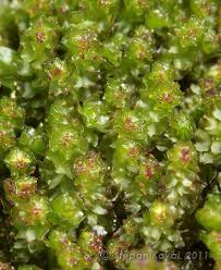 Attēlu rezultāti vaicājumam “Barbilophozia barbata”