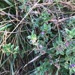 Attēlu rezultāti vaicājumam “Acinos arvensis leaf”