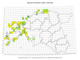 Attēlu rezultāti vaicājumam “Agrostis stolonifera subsp. straminea”