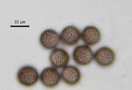Attēlu rezultāti vaicājumam “Badhamia panicea”