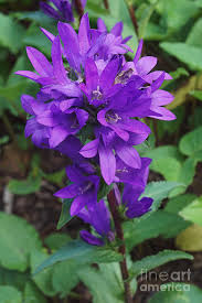 Attēlu rezultāti vaicājumam “Campanula glomerata”