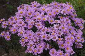 Image result for Aster amellus