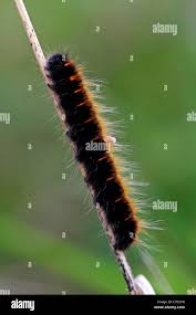 Attēlu rezultāti vaicājumam “Macrothylacia rubi larva”