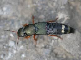 Attēlu rezultāti vaicājumam “Platydracus fulvipes”