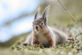 Attēlu rezultāti vaicājumam “Sciurus vulgaris”