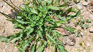 Attēlu rezultāti vaicājumam “Leontodon hispidus leaf”