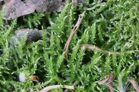 Attēlu rezultāti vaicājumam “Cratoneuron filicinum”