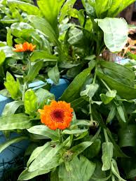 Attēlu rezultāti vaicājumam “Calendula officinalis leaf”