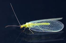 Attēlu rezultāti vaicājumam “Chrysopidae imago”