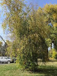 Attēlu rezultāti vaicājumam “Betula”