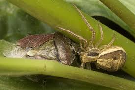 Attēlu rezultāti vaicājumam “Xysticus ulmi”