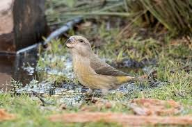 Attēlu rezultāti vaicājumam “Loxia pytyopsittacus”