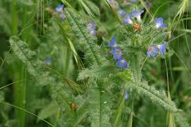 Attēlu rezultāti vaicājumam “Anchusa arvensis flower”