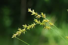 Attēlu rezultāti vaicājumam “Carex elongata”