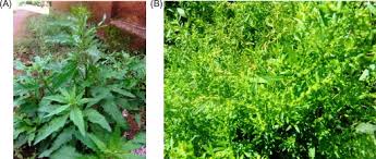 Image result for Chenopodium ambrosioides
