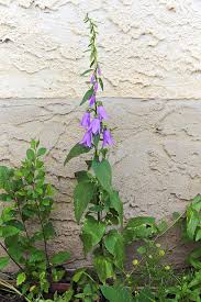 Attēlu rezultāti vaicājumam “Campanula rapunculoides bud”