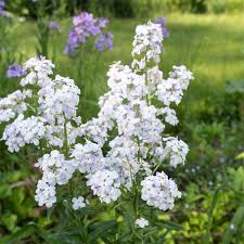 Image result for Hesperis matronalis