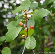 Attēlu rezultāti vaicājumam “Frangula alnus fruit”