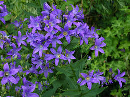 Image result for Campanula lingulata