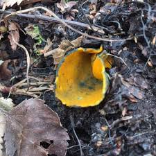 Attēlu rezultāti vaicājumam “Caloscypha fulgens”