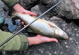 Image result for Salvelinus alpinus taranetzi