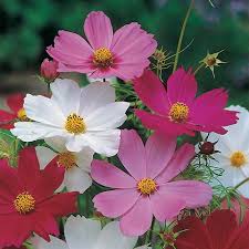 Image result for Schmuckkörbchen