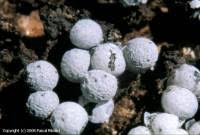 Attēlu rezultāti vaicājumam “Badhamia capsulifera”