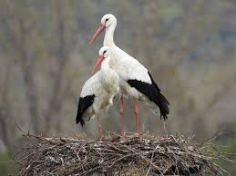 Attēlu rezultāti vaicājumam “Ciconia ciconia”