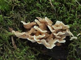 Attēlu rezultāti vaicājumam “Antrodiella semisupina”