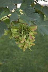 Attēlu rezultāti vaicājumam “Acer pseudoplatanus fruit”