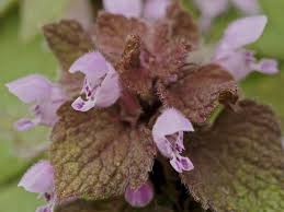 Attēlu rezultāti vaicājumam “Lamium purpureum”