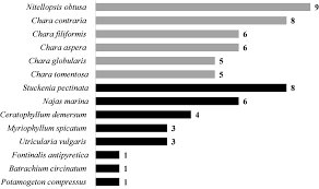 Attēlu rezultāti vaicājumam “Chara filiformis”
