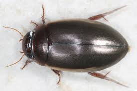 Attēlu rezultāti vaicājumam “Ilybius sp.”