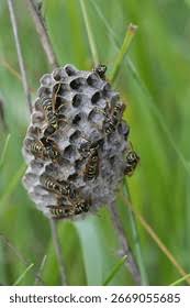 Attēlu rezultāti vaicājumam “Polistes nimpha”